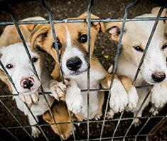 karuna Animal welfare